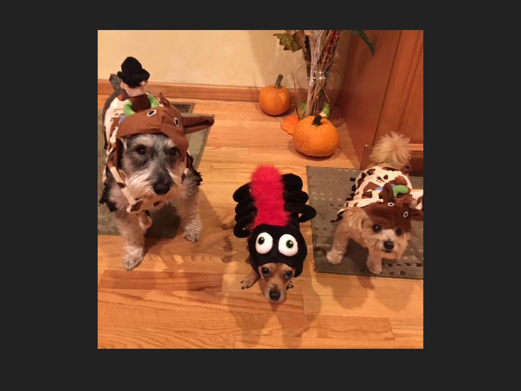 three dogs in costume